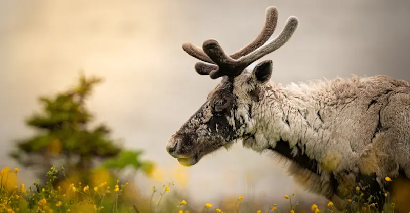 Caribou, Newfoundland