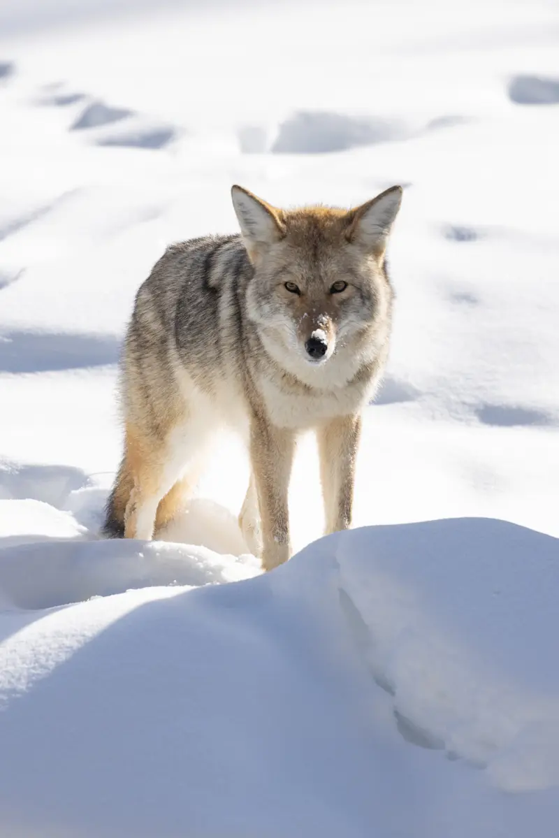 Coyote, Yellowstone National Park, Wyoming.