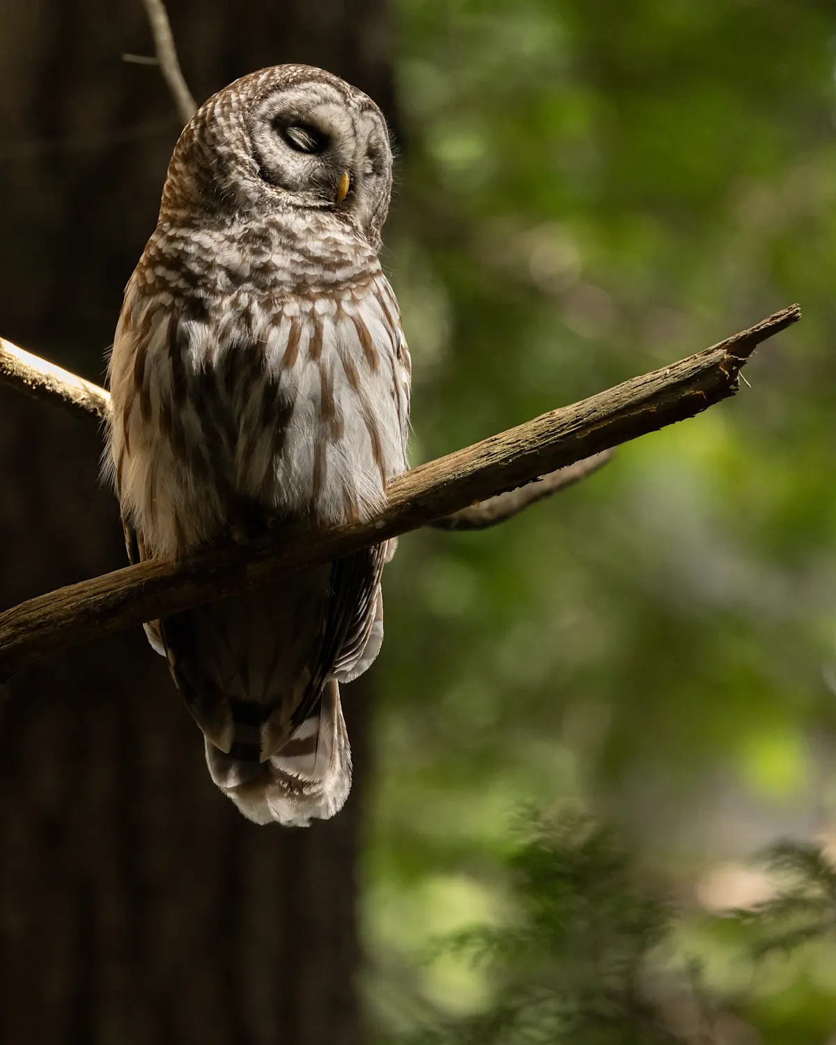 Barred Owl, Canada.