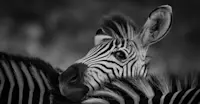 Slideshow Thumbnail 6 of 8