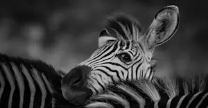 Slideshow Image Thumbnail 6 of 8