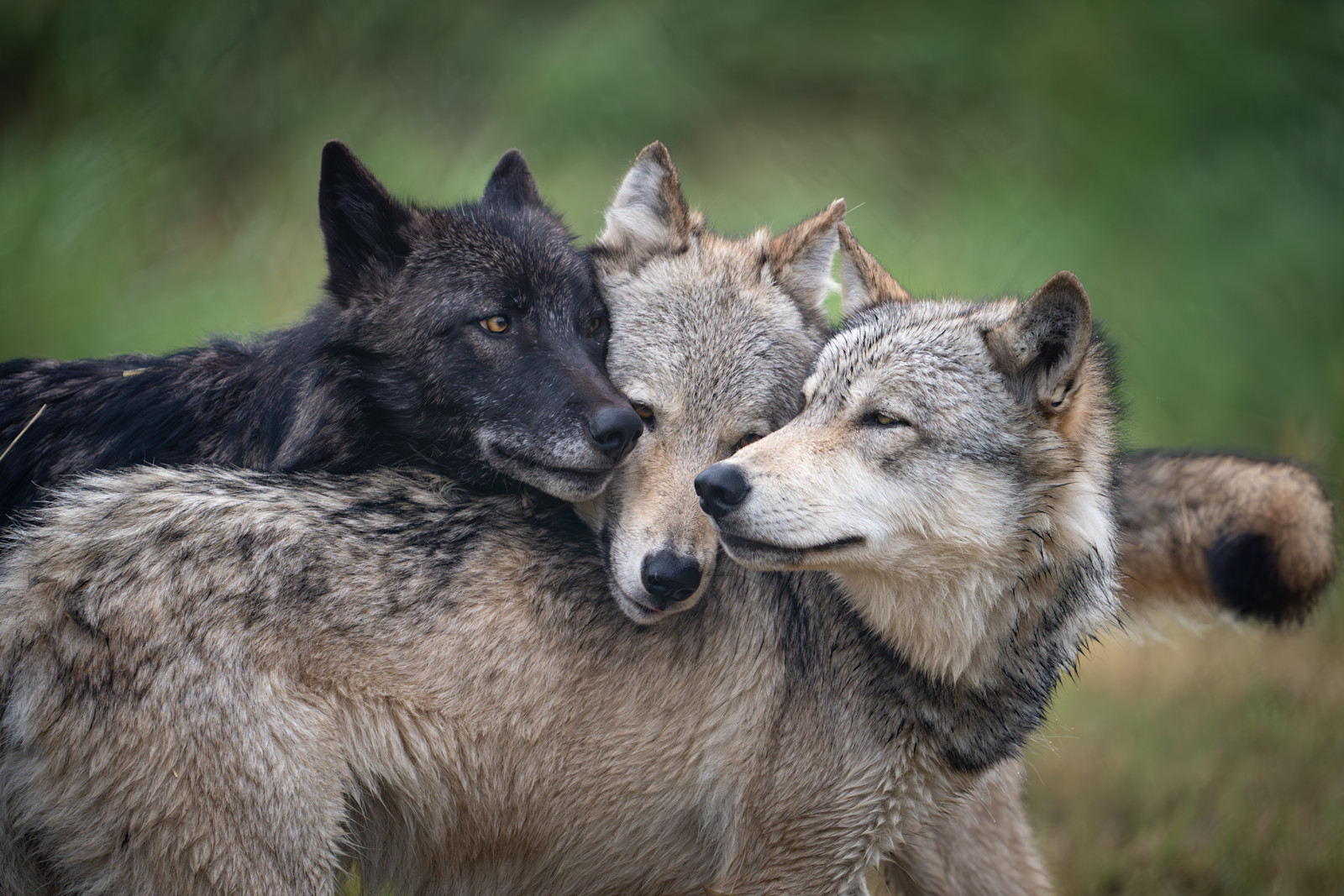  A pack of gray wolves in the Greater Yellowstone Ecosystem of Montana.