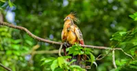 Hoatzin, Pacaya Samiria National Reserve, Peru.