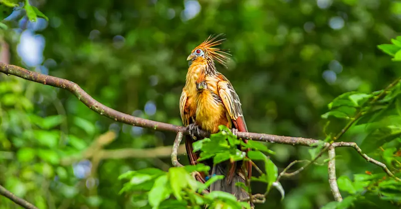 Hoatzin, Pacaya Samiria National Reserve, Peru.