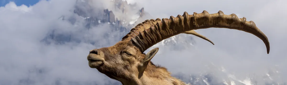 Ibex, Snow Leopards, Asia