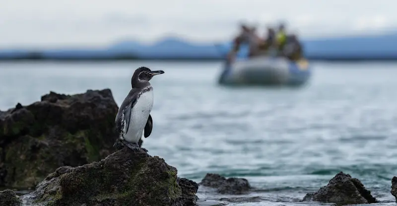 Galapagos penguin, Galapagos Islands, Ecuador.