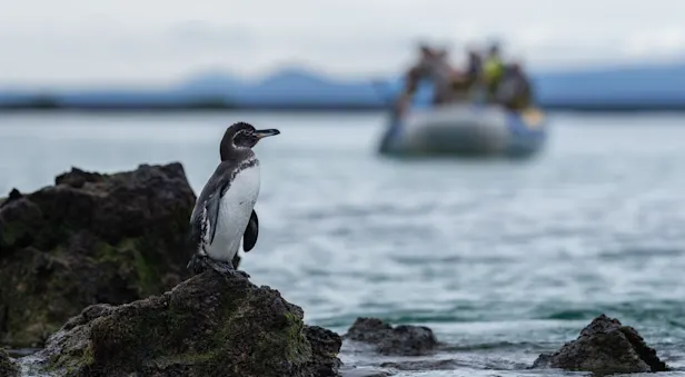 Galapagos penguin, Galapagos Islands, Ecuador.
