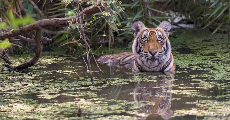 Bengal tiger, Tadoba National Park, India.