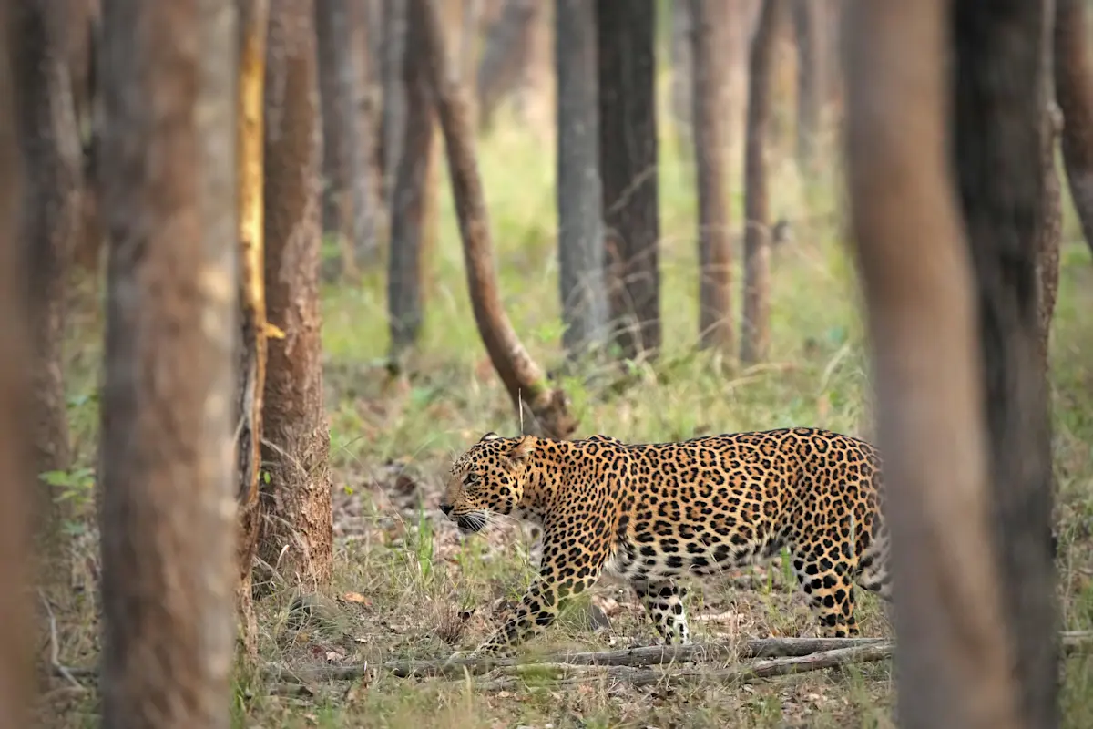 Leopard, Tadoba National Park, India.