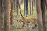 Leopard, Tadoba National Park, India.