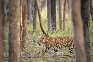 Leopard, Tadoba National Park, India.