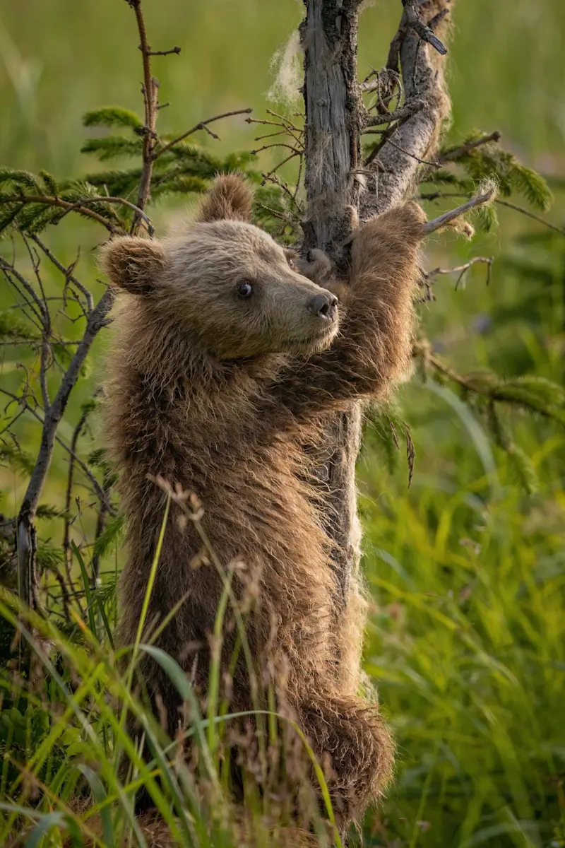 Nat Hab's Alaska Bear Camp, Lake Clark National Park & Preserve, Alaska.