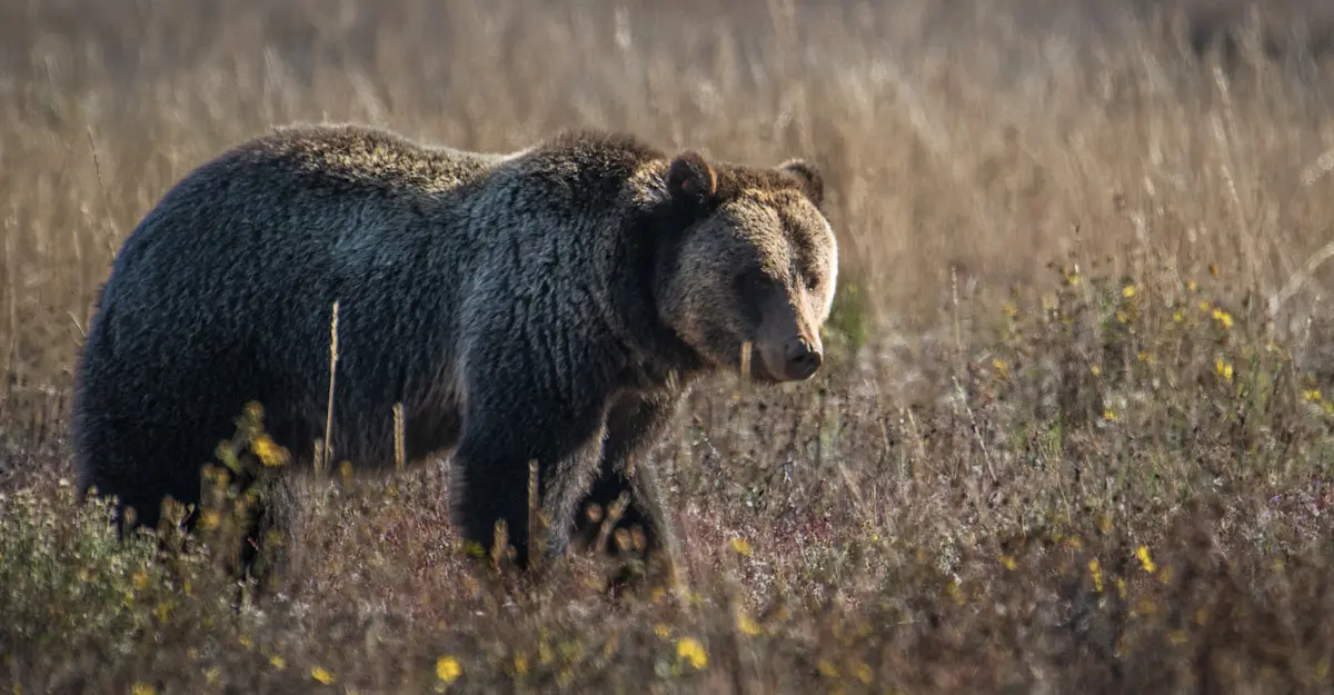Grizzly Bear, Grand Teton National Park.