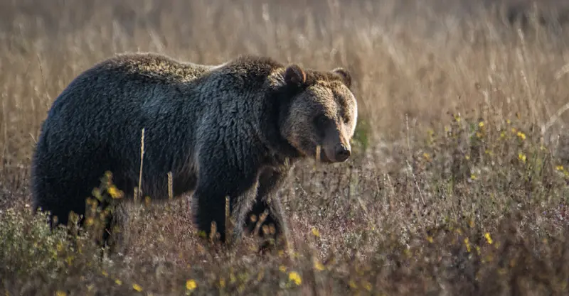 Grizzly Bear, Grand Teton National Park