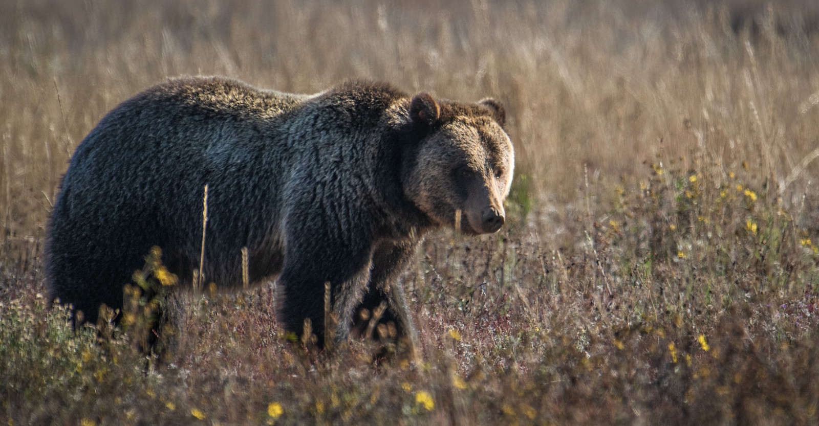 Grizzly Bear, Grand Teton National Park