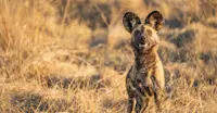African Wild Dog (Painted Wolf)