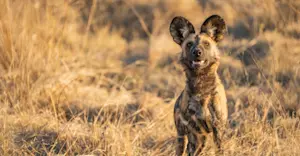 African Wild Dog (Painted Wolf)