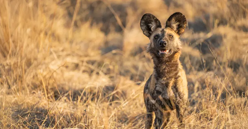 African Wild Dog (Painted Wolf)