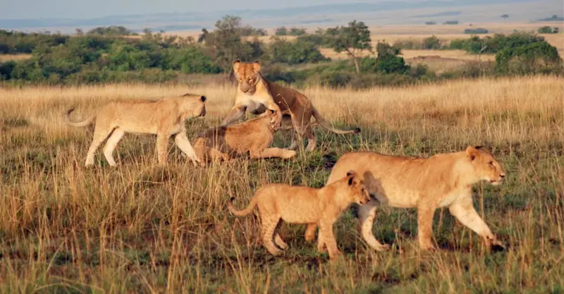 Masai lions, Maasai Mara National Reserve, Kenya