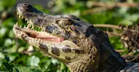 Cayman, Pantanal, Brazil.