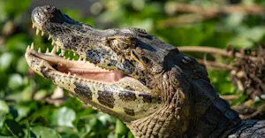 Cayman, Pantanal, Brazil.