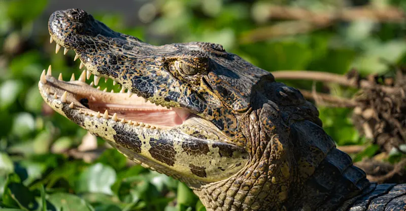 Cayman, Pantanal, Brazil.