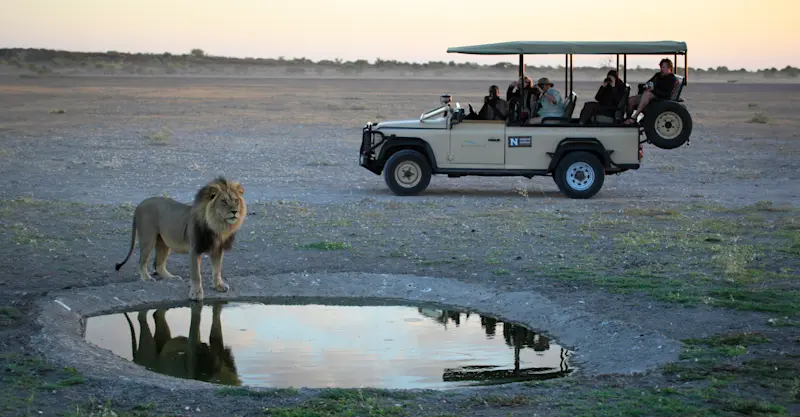 Lion and Nat Hab guests, Marataba Private Reserve, South Africa.
