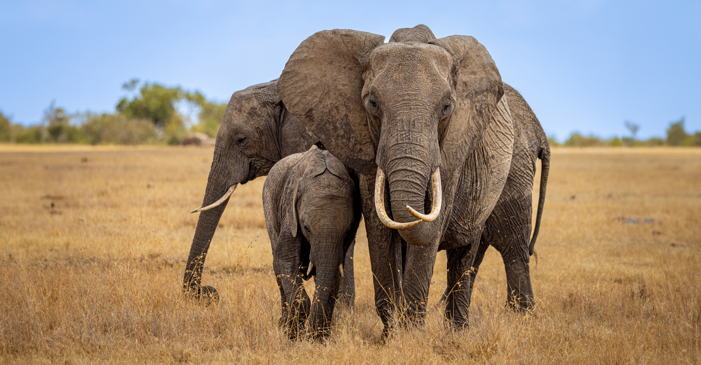 Elephants, Private Mara Conservancy, Kenya.