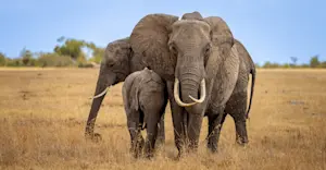 Elephants, Private Mara Conservancy, Kenya.