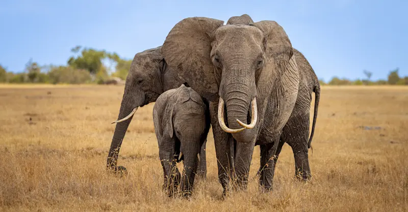 Elephants, Private Mara Conservancy, Kenya.
