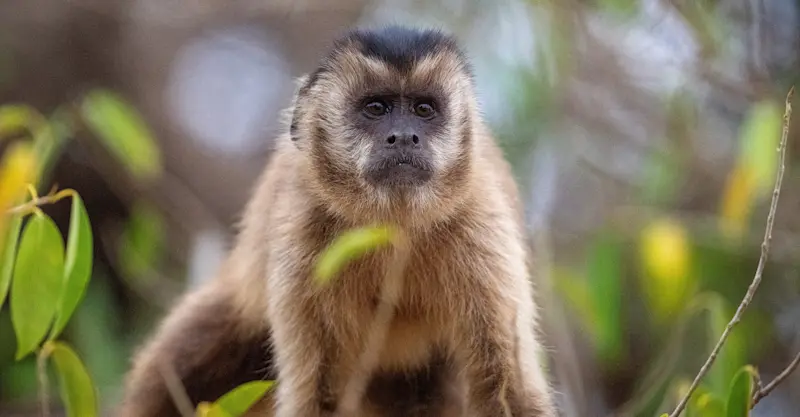 Capuchin monkey, Pantanal, Brazil.