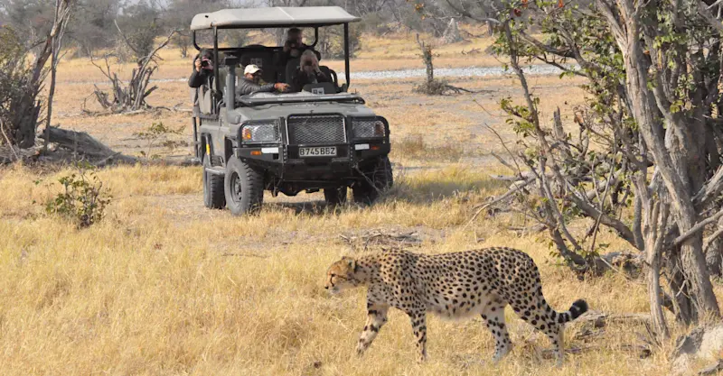 Nat Hab guests and cheetah, Serengeti National Park, Tanzania.