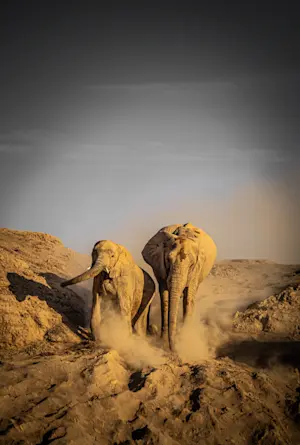Desert elephant, Palmwag Concession, Skeleton Coast, Namibia.