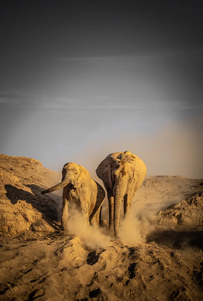 Desert elephant, Palmwag Concession, Skeleton Coast, Namibia.