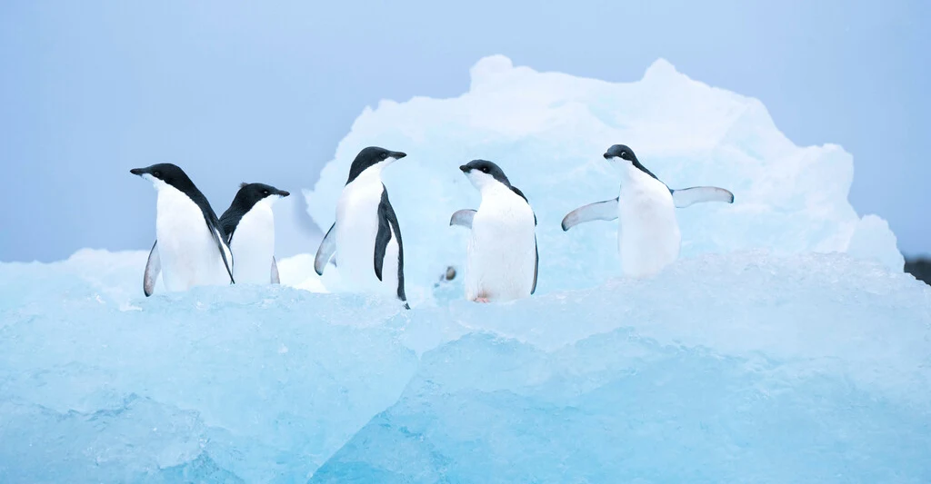 Adelie penguins, Antarctica.