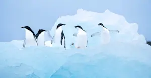 Adelie penguins, Antarctica.