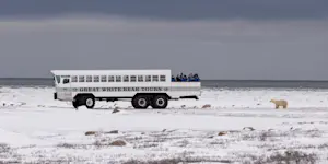 Polar bear next to Polar Rover, Churchill, Manitoba.