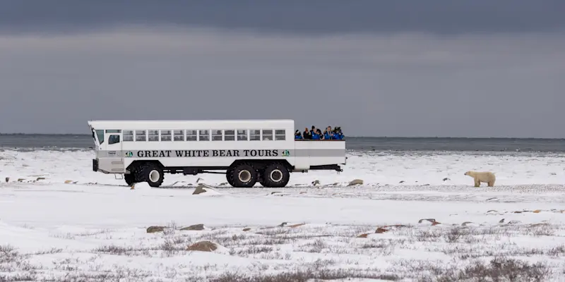 Polar bear next to Polar Rover, Churchill, Manitoba.