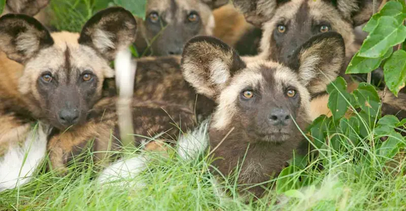 African wild dogs, Selous Game Reserve, Tanzania.