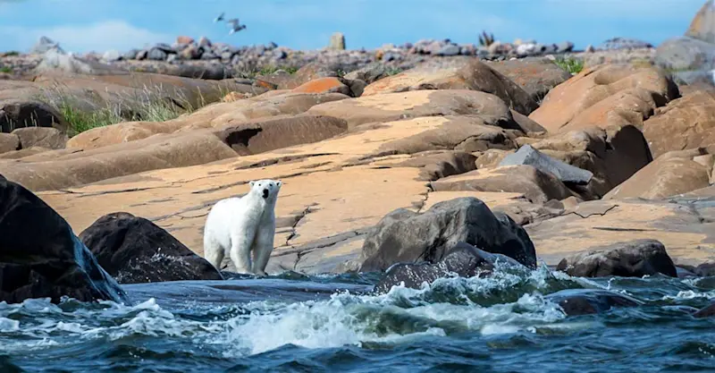 Polar bear on Hudson Bay, Churchill, Manitoba.