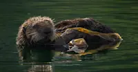Sea otter, Kenai Fjords National Park, Alaska.