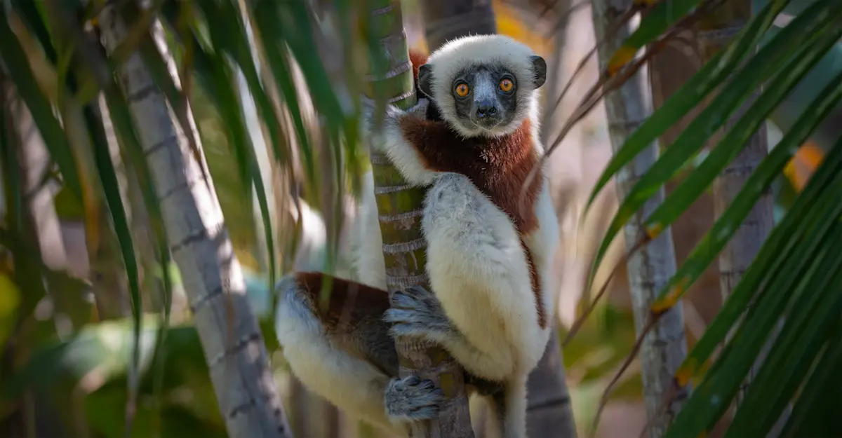 Sifaka lemur, Madagascar.