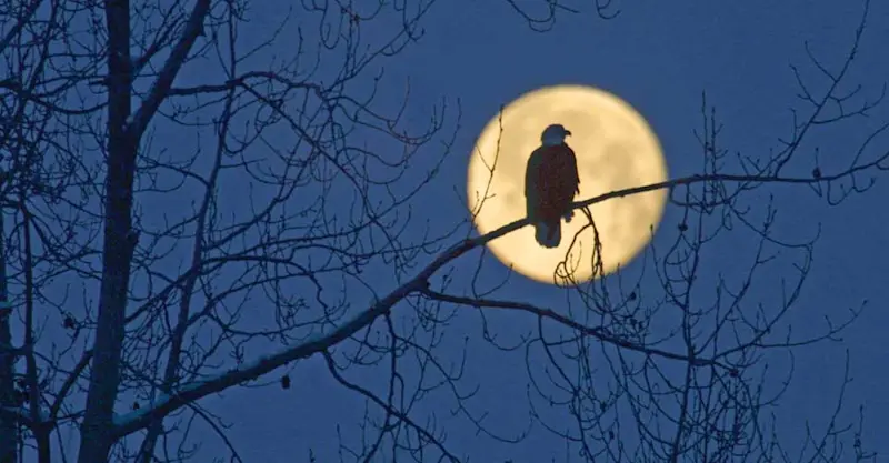 American bald eagle, Sitka, Alaska.