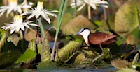 Jacana, Okavango Delta, Botswana.