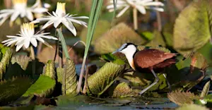 Jacana, Okavango Delta, Botswana.