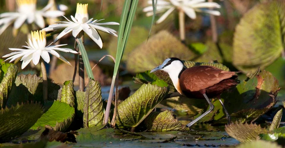 Jacana, Okavango Delta, Botswana.
