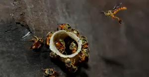 Jatai bees — a stingless focal species, Monteverde Cloud Forest Reserve, Costa Rica.
