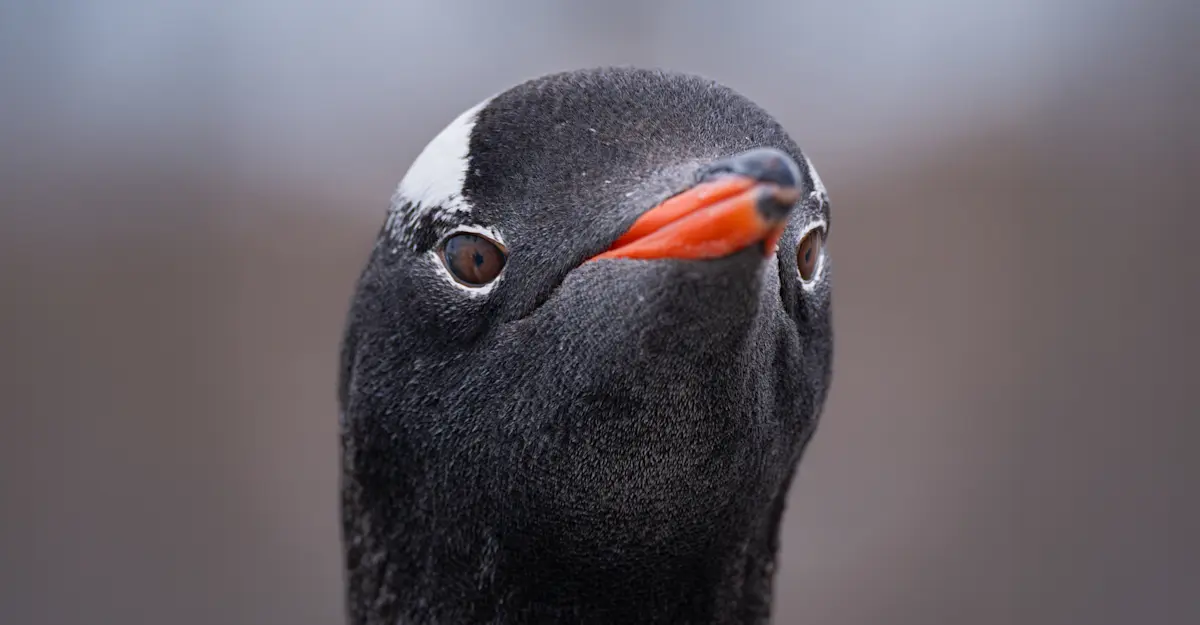 Gentoo penguin, Antarctica.