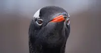 Gentoo penguin, Antarctica