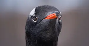 Gentoo penguin, Antarctica